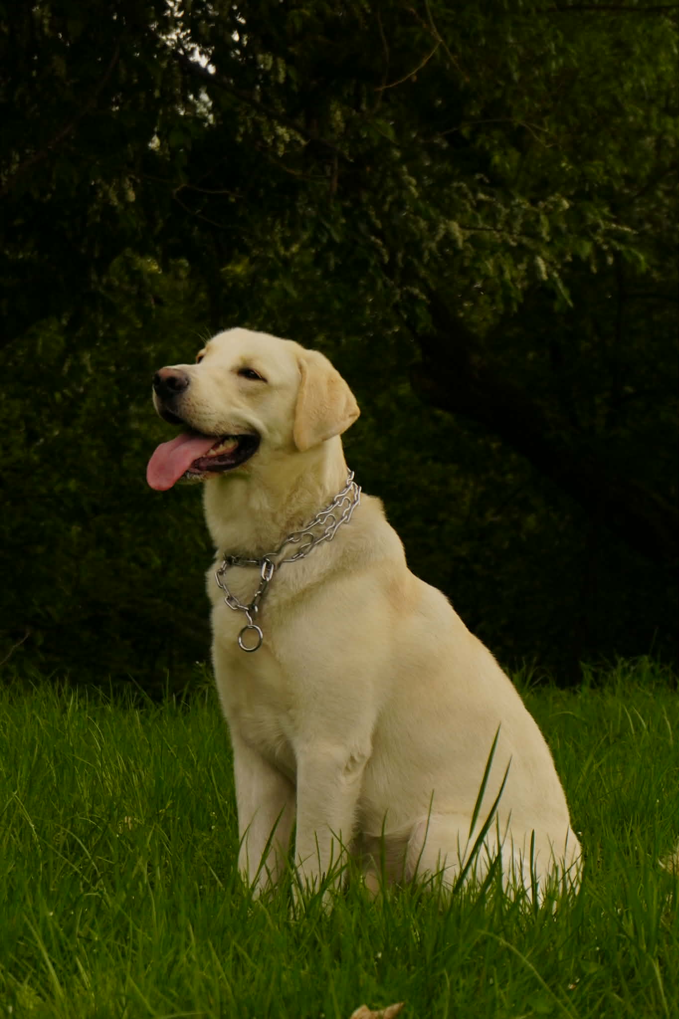 The photo which shows white dog