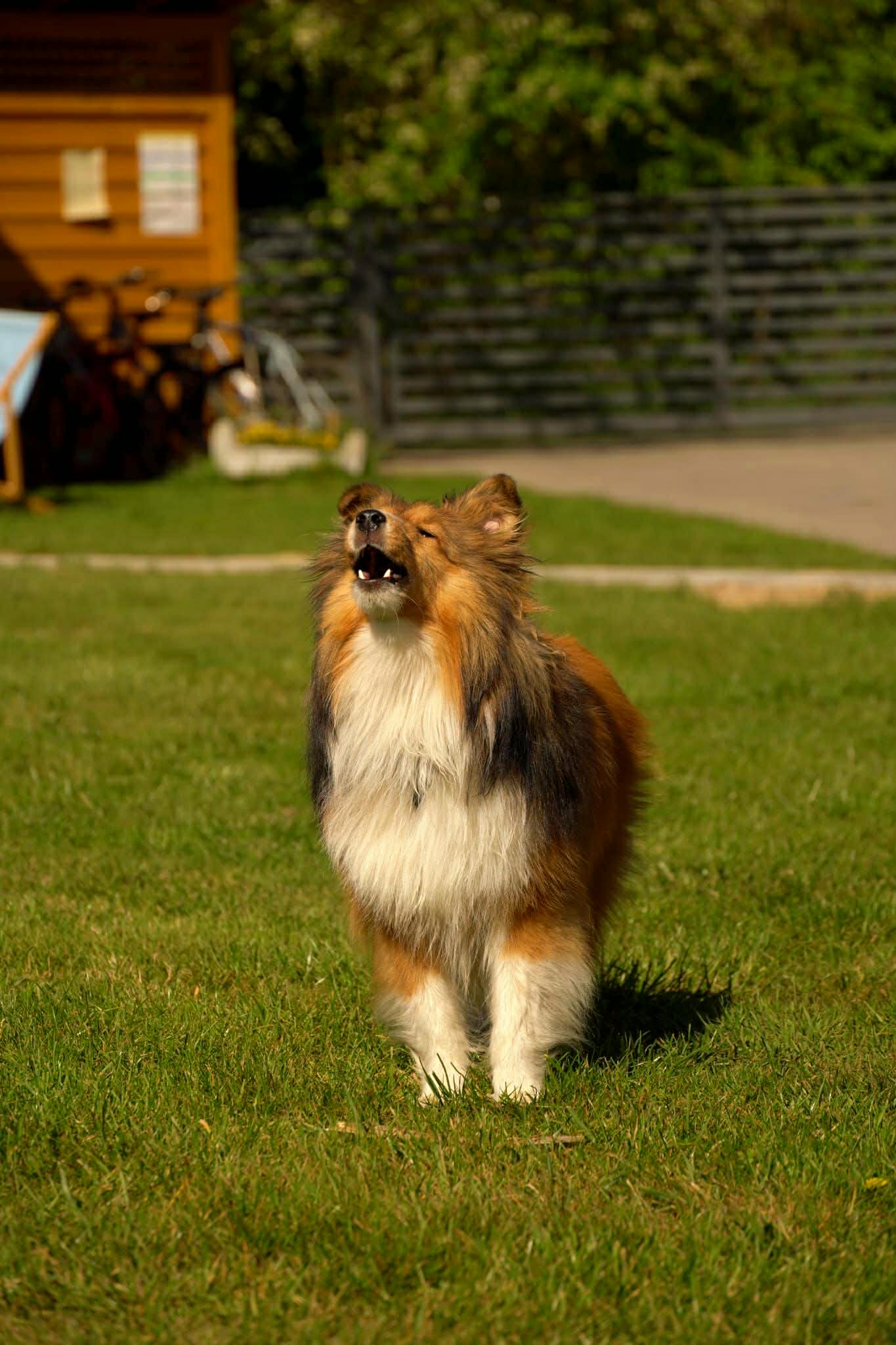 The photo which shows cute dog
